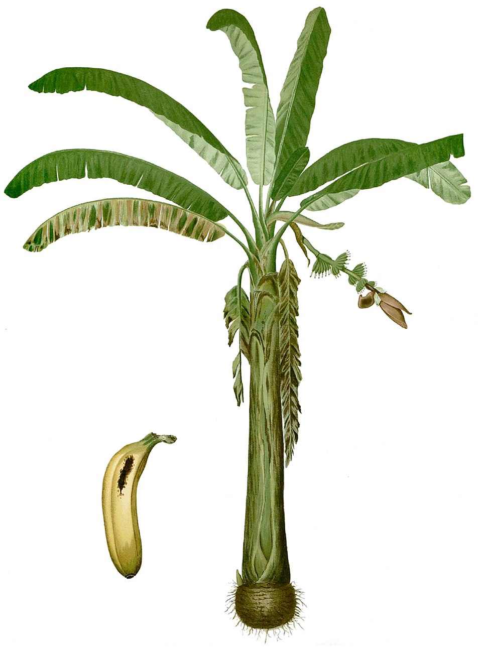 Bananiers (Musa)