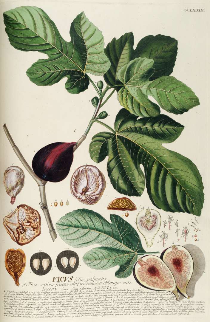 Feuillage de figuier