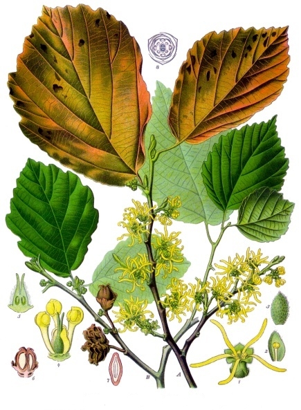 Hamamélis