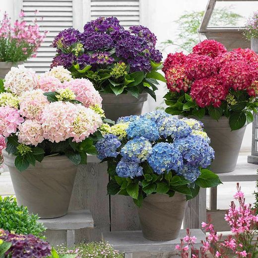 Hortensias, Fuchsias, Géraniums