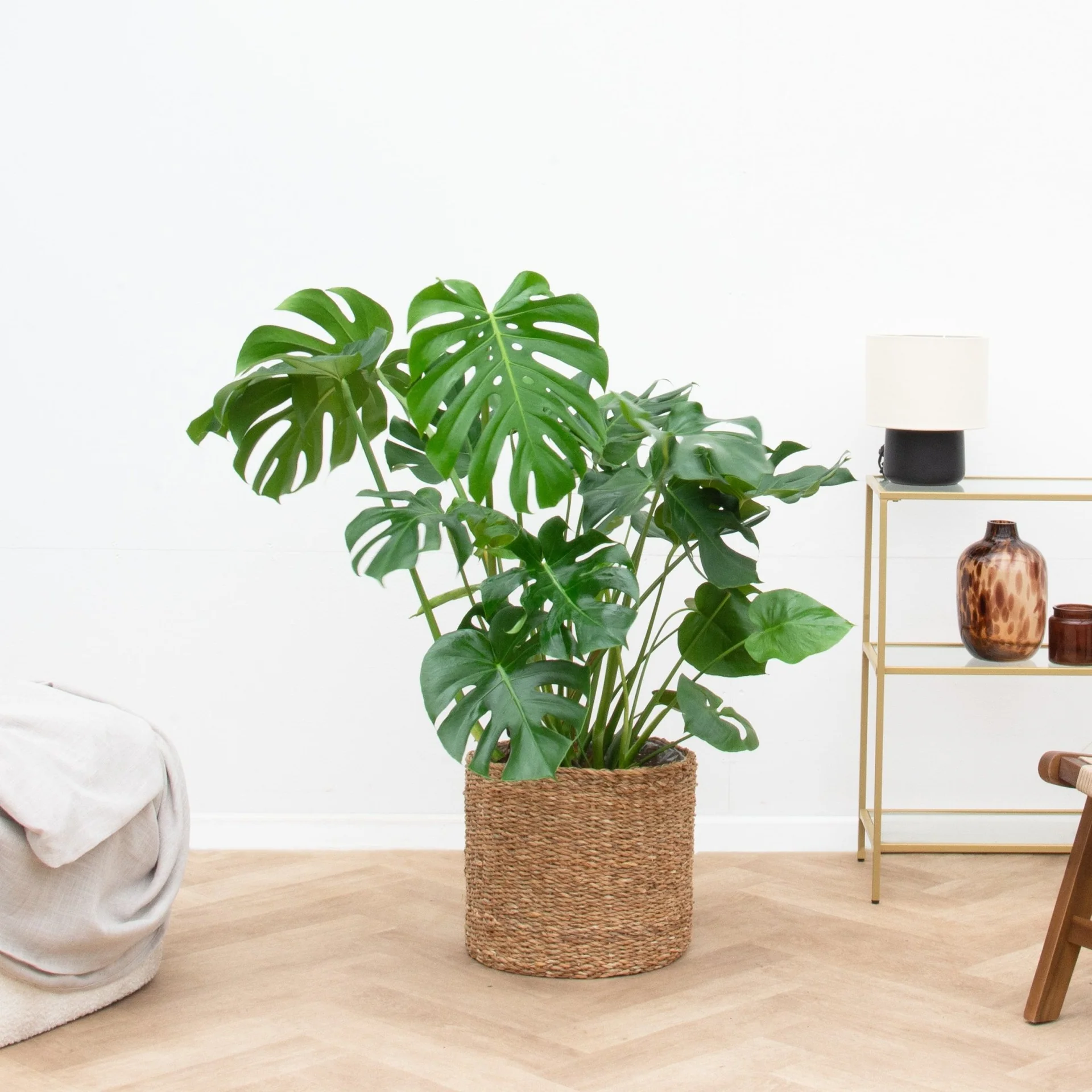 Pothos, Philodendron, Monstera