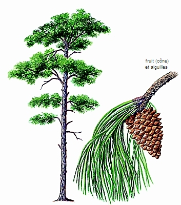 Pins, Sapins, Épicéas, Cèdres, Mélèzes, Douglas