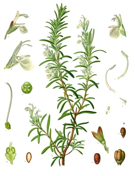 Romarin, Thym, Lavande