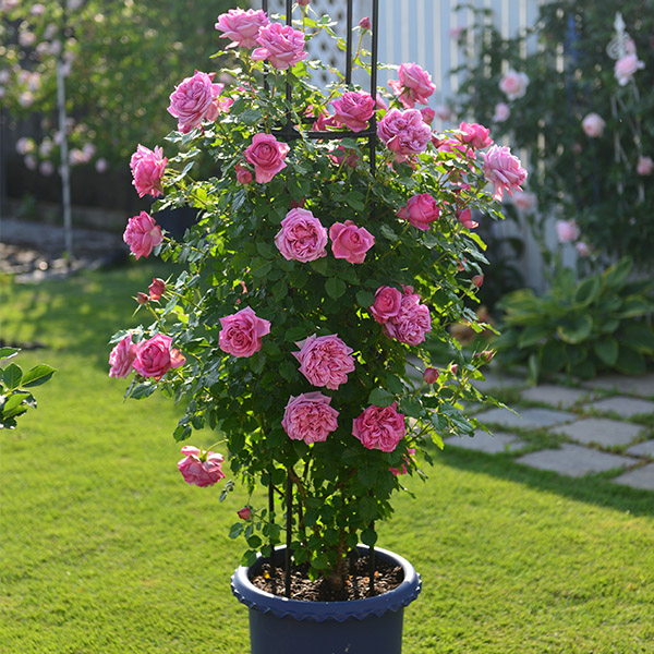 Rosiers