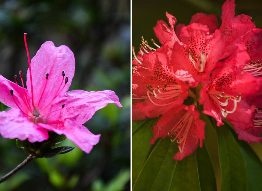 Rhododendron & Azalée