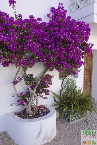 Bougainvillier