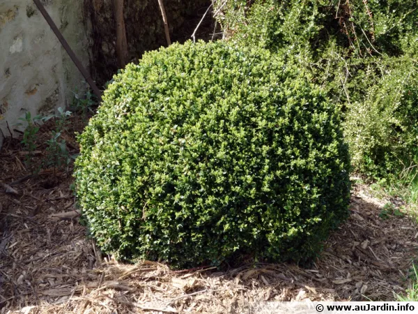 Buis (Buxus)