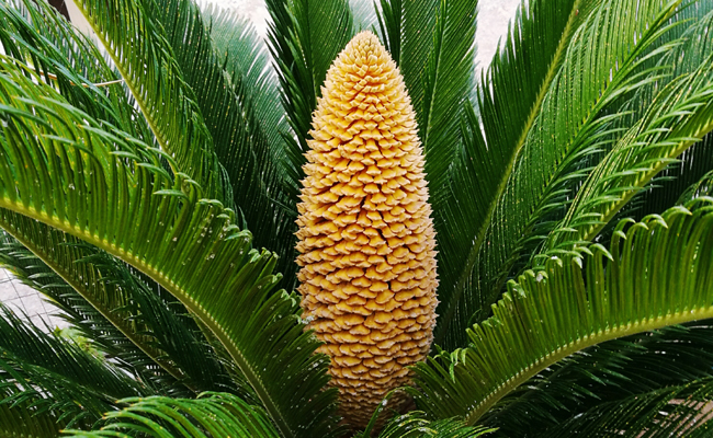 Cycas
