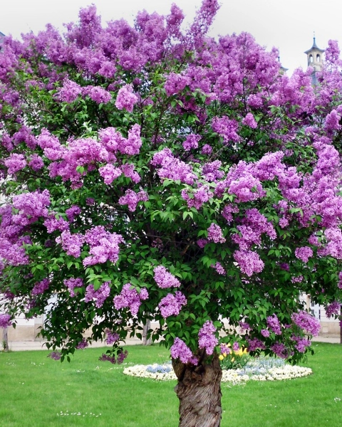Lilas