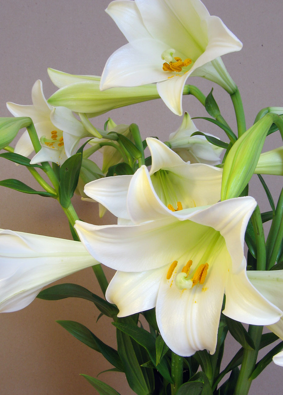 Lys (Lilium)