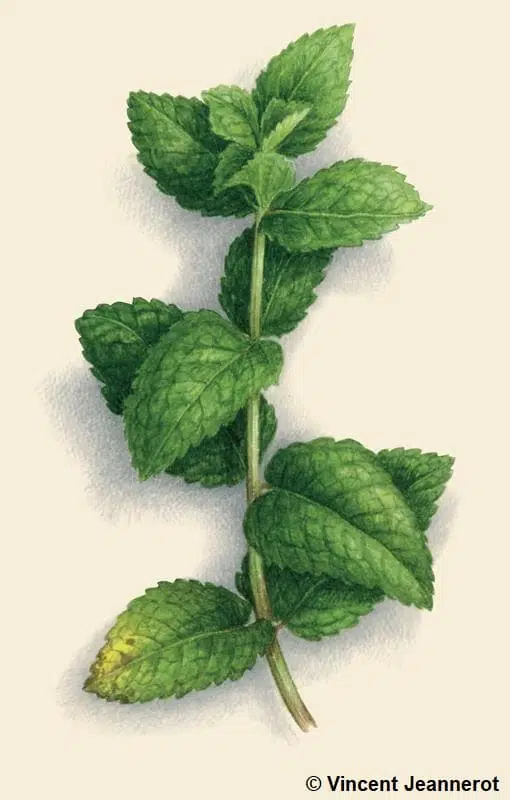 Menthe