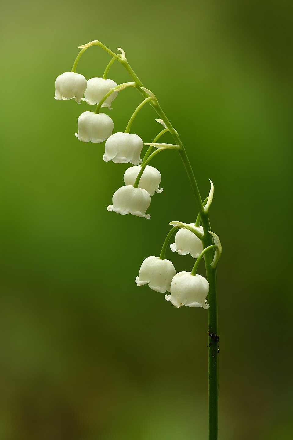 Muguet