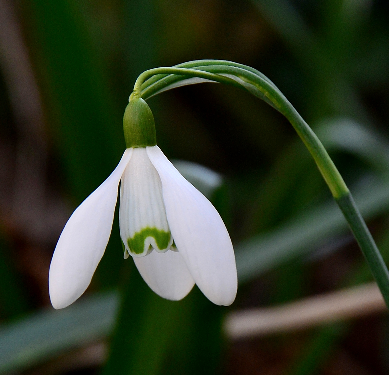 Perce-neige