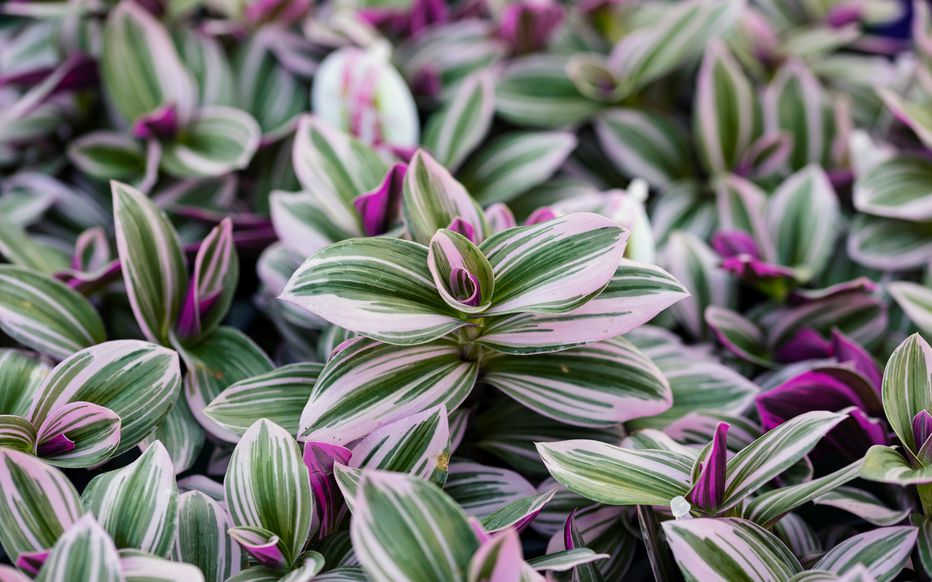 Misère (Tradescantia)